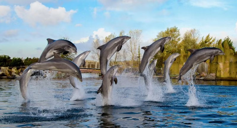 Dolfinarium Leukste dierentuinen voor tieners