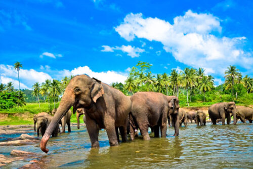 Familierondreis-Sri-Lanka