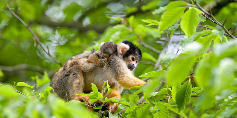 Leukste-dierentuin-voor-tieners-Apenheul