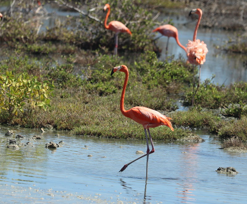 Flamingo's ontdekken op Bonaire