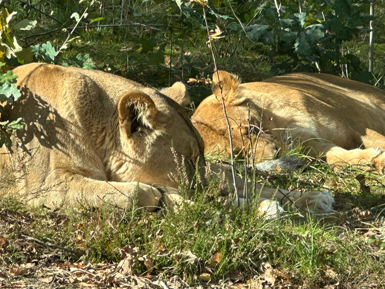 Dierentuin in Denemarken met tieners