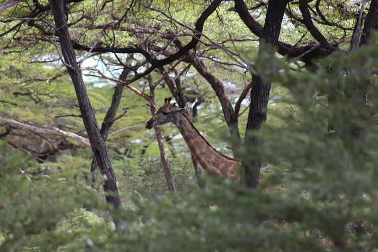 safari in Tanzania op Zanzibar met tieners