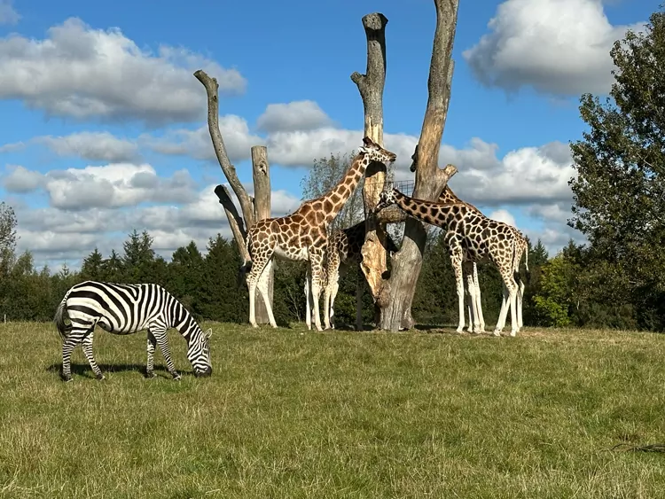 Dierentuin bij Legoland met tieners