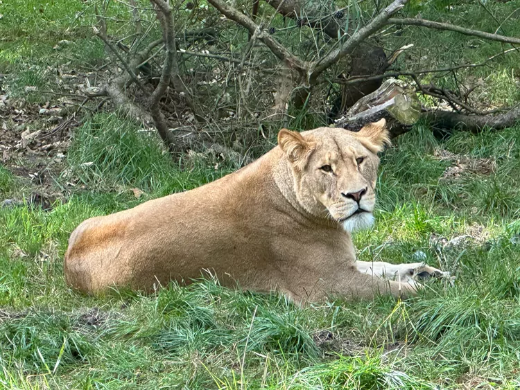 Dierentuin in Denemarken voor tieners