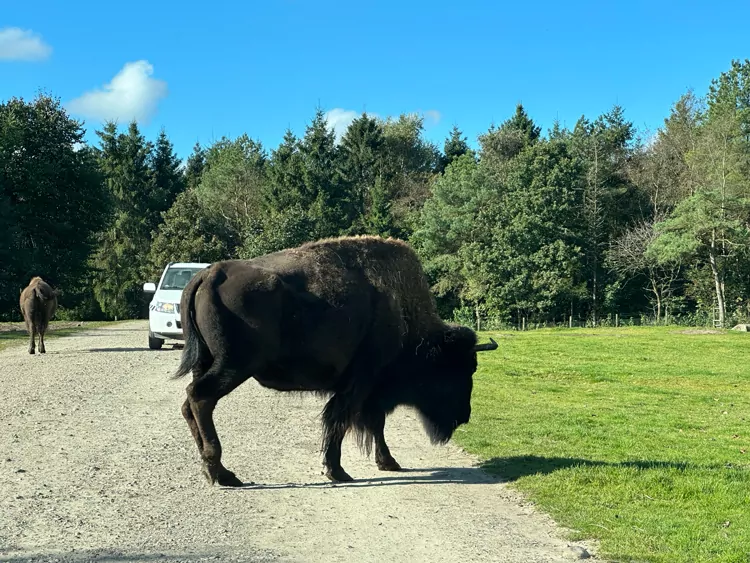 Vakantie in Givskud Zoo met tieners