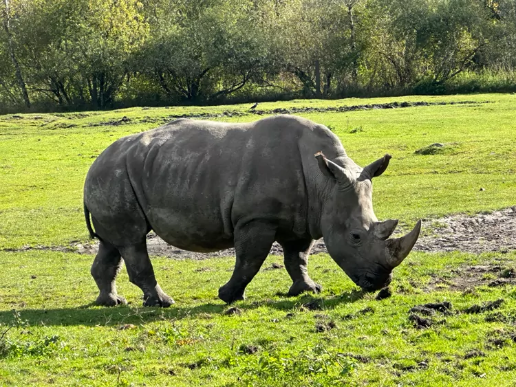 Givskud Zoo met tieners