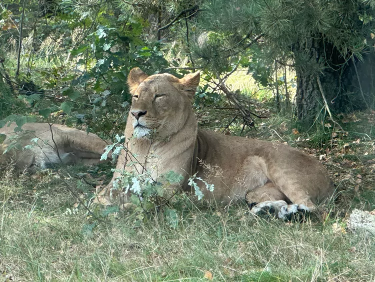 Leeuw in Givskud Zoo met tieners