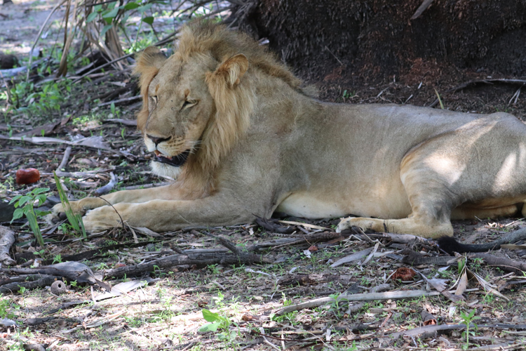 safari op Zanzibar met tieners