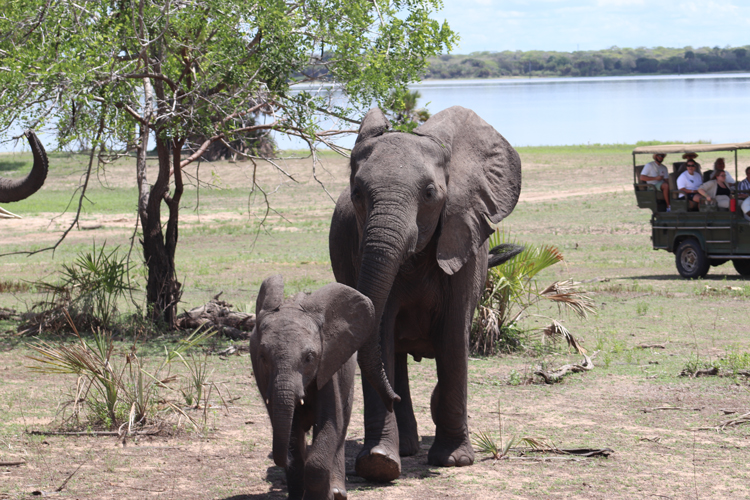 safari in Tanzania met tieners