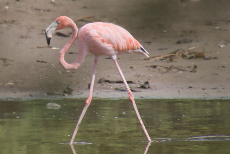 Flamingo