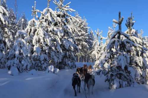 winter-finland-noord-Karelia-ervaring-husky-safari5
